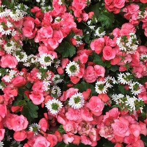 Meet your Posher, Payton